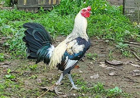&39; But the modern Greys of today are some of the best fighting cocks everywhere. . Bates grey gamefowl history